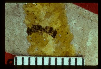 Media type: image;   Entomology PALE-2875 Aspect: full